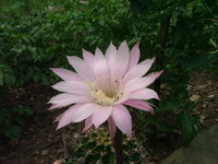 2008_0618Kakteen0007.jpg