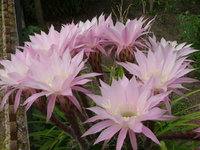 DSCF1142.jpg