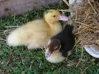 2008_0724Franzi0004.jpg
