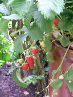 2008_0616Blumen0057.jpg