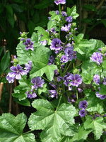 2008_0616Blumen0042.jpg