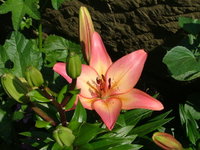 2008_0724Franzi0007.jpg