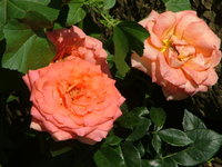 2008_0724Franzi0012.jpg