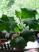 2008_0616Blumen0059.jpg