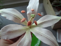 blüte 2.jpg blüte 2.jpg