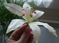 blüte 1.jpg blüte 1.jpg