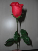 rose.jpg rose.jpg