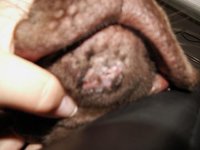 Pauls Schnauze 2.jpg
