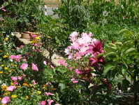 2008_0721Kakteen0019.jpg