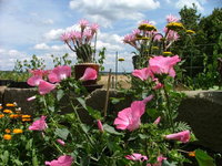 2008_0721Kakteen0033.jpg