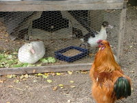 2008_0721Franzi0005.jpg