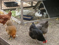 2008_0721Franzi0004.jpg