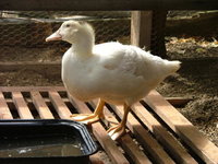 2008_0721Franzi0003.jpg