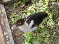 2008_0721Franzi0002.jpg