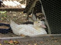 2008_0721Franzi0001.jpg