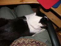 2008_0731Meeko0001.jpg