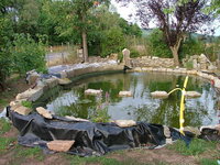 2008_0805Teich0006.jpg 2008_0805Teich0006.jpg