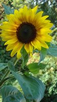 Sonnenblumeklein.jpg