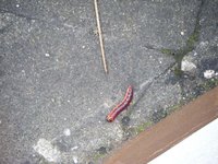 DSCF0304.jpg