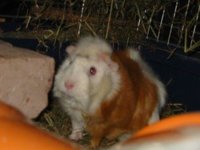 roteSeite01.jpg