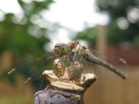Libelle.jpg