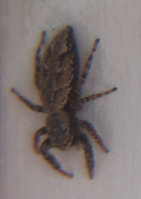 Spinne1.jpg