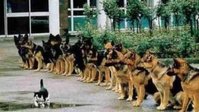 Kopie von 880-mutige-katze.jpg