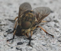 fliege2.jpg