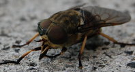 fliege3.jpg