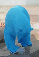 blaubaer.jpg