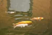 KOI 2 [640x480].JPG