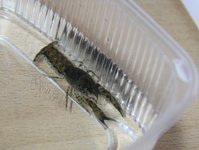 Cambarellus sp. Hub 032a.jpg