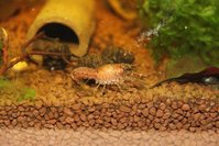 Cambarellus sp. Hub 041a.jpg