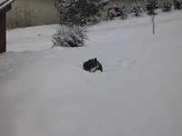 Katzen1.jpg