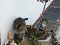 Katzen2.jpg