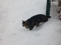Katzen3.jpg