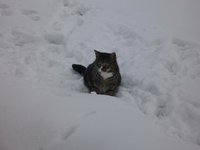 Katzen4.jpg