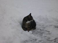 Katzen5.jpg