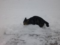 Katzen6.jpg