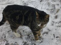 Katzen7.jpg