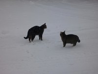 Katzen8.jpg