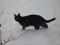 Katzen9.jpg