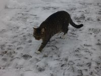 Katzen10.jpg