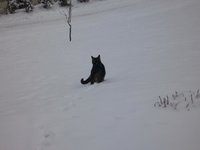 Katzen11.jpg
