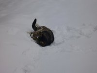 Katzen12.jpg