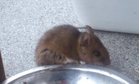 Maus.jpg