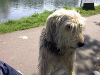 Hunde 025.jpg