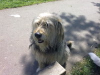 Hunde 026.jpg