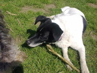 Hunde 018.jpg