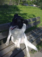 Hunde 036.jpg